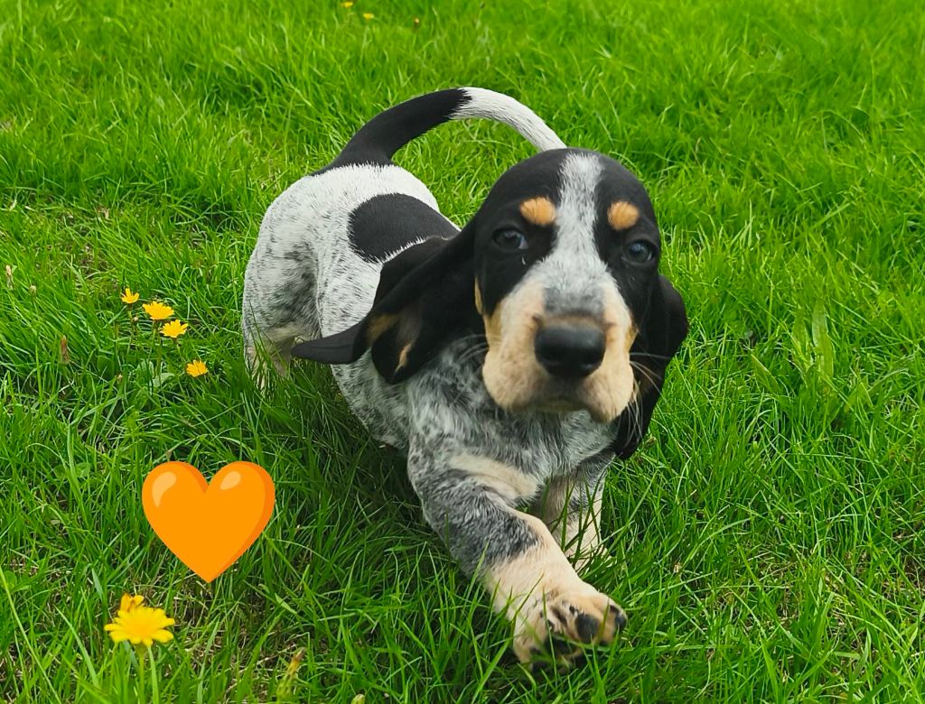 Du Temple De La Meute Lunaire - Chiots disponibles - Basset bleu de Gascogne