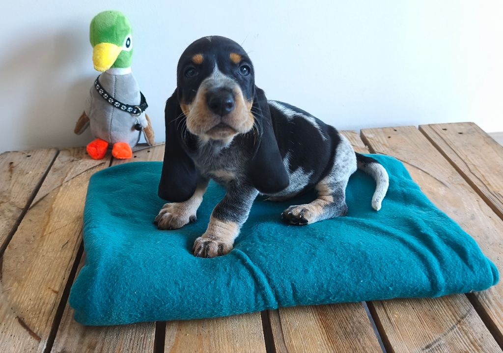 Du Temple De La Meute Lunaire - Chiots disponibles - Basset bleu de Gascogne