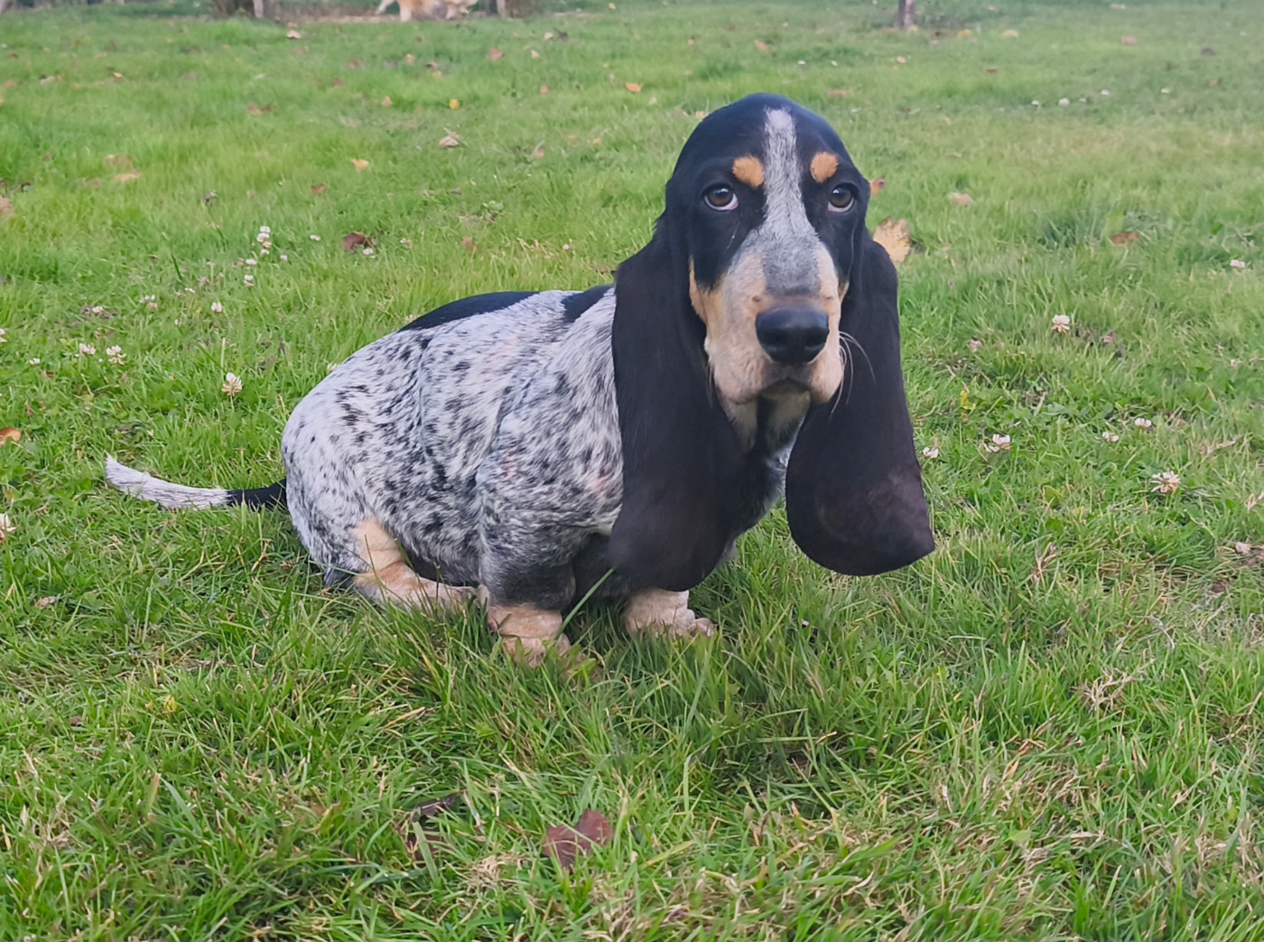 Du Temple De La Meute Lunaire - Chiots disponibles - Basset bleu de Gascogne