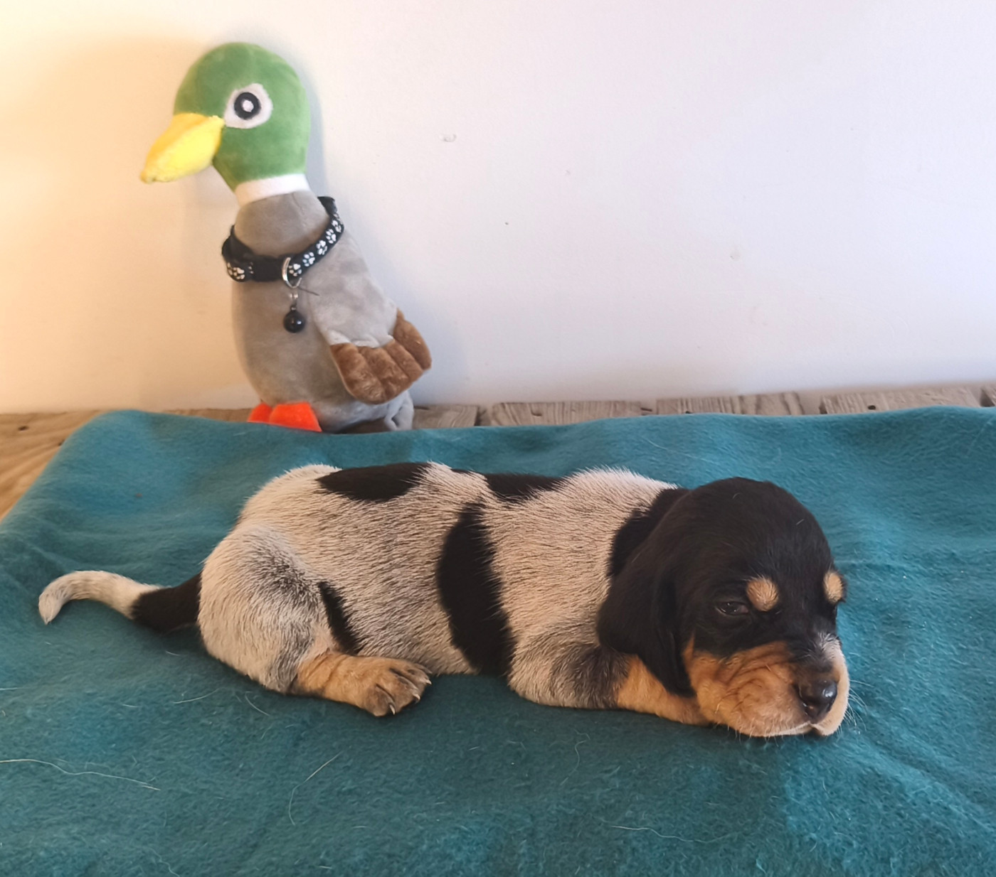 Du Temple De La Meute Lunaire - Chiots disponibles - Basset bleu de Gascogne