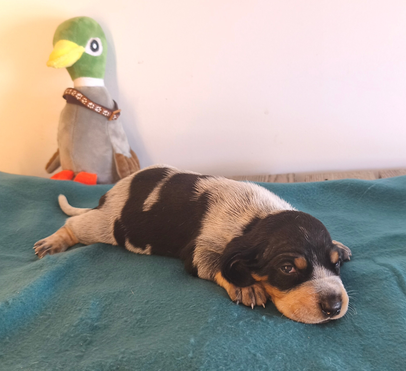 Du Temple De La Meute Lunaire - Chiots disponibles - Basset bleu de Gascogne