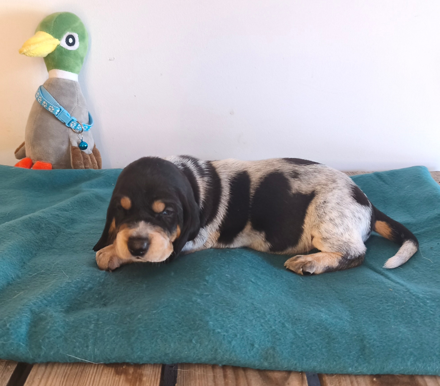 Du Temple De La Meute Lunaire - Chiots disponibles - Basset bleu de Gascogne