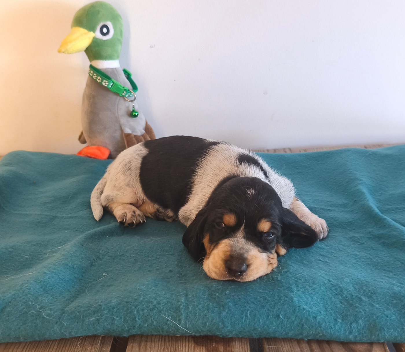 Du Temple De La Meute Lunaire - Chiots disponibles - Basset bleu de Gascogne