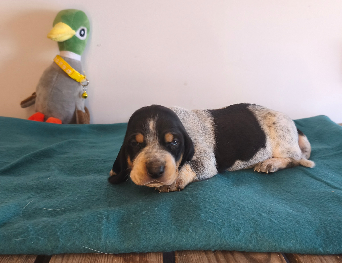 Du Temple De La Meute Lunaire - Chiots disponibles - Basset bleu de Gascogne
