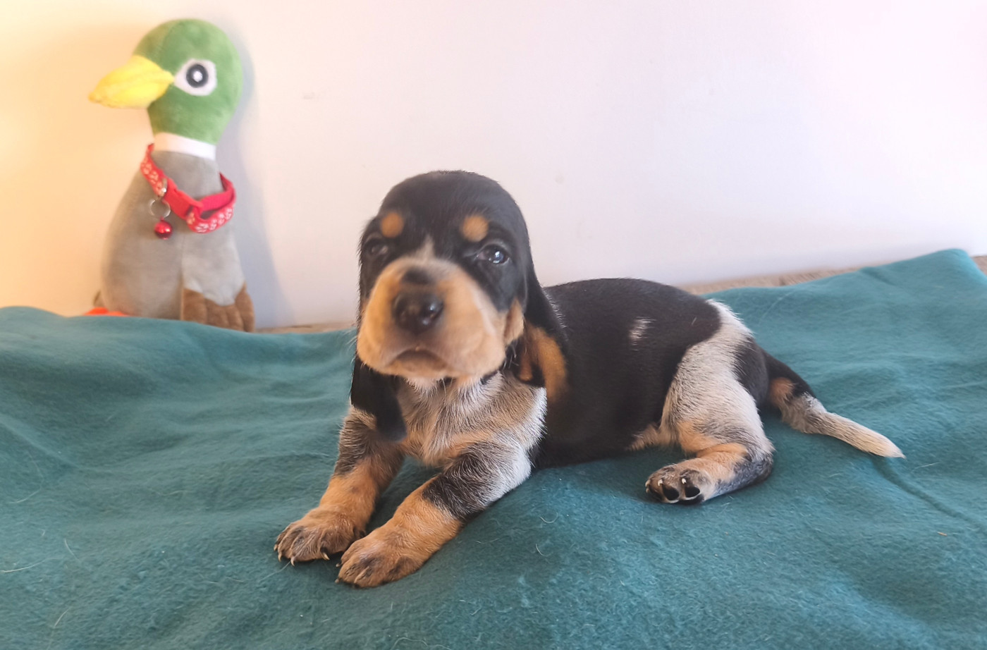 Du Temple De La Meute Lunaire - Chiots disponibles - Basset bleu de Gascogne
