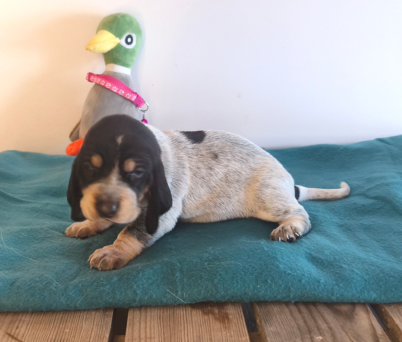 Du Temple De La Meute Lunaire - Chiots disponibles - Basset bleu de Gascogne