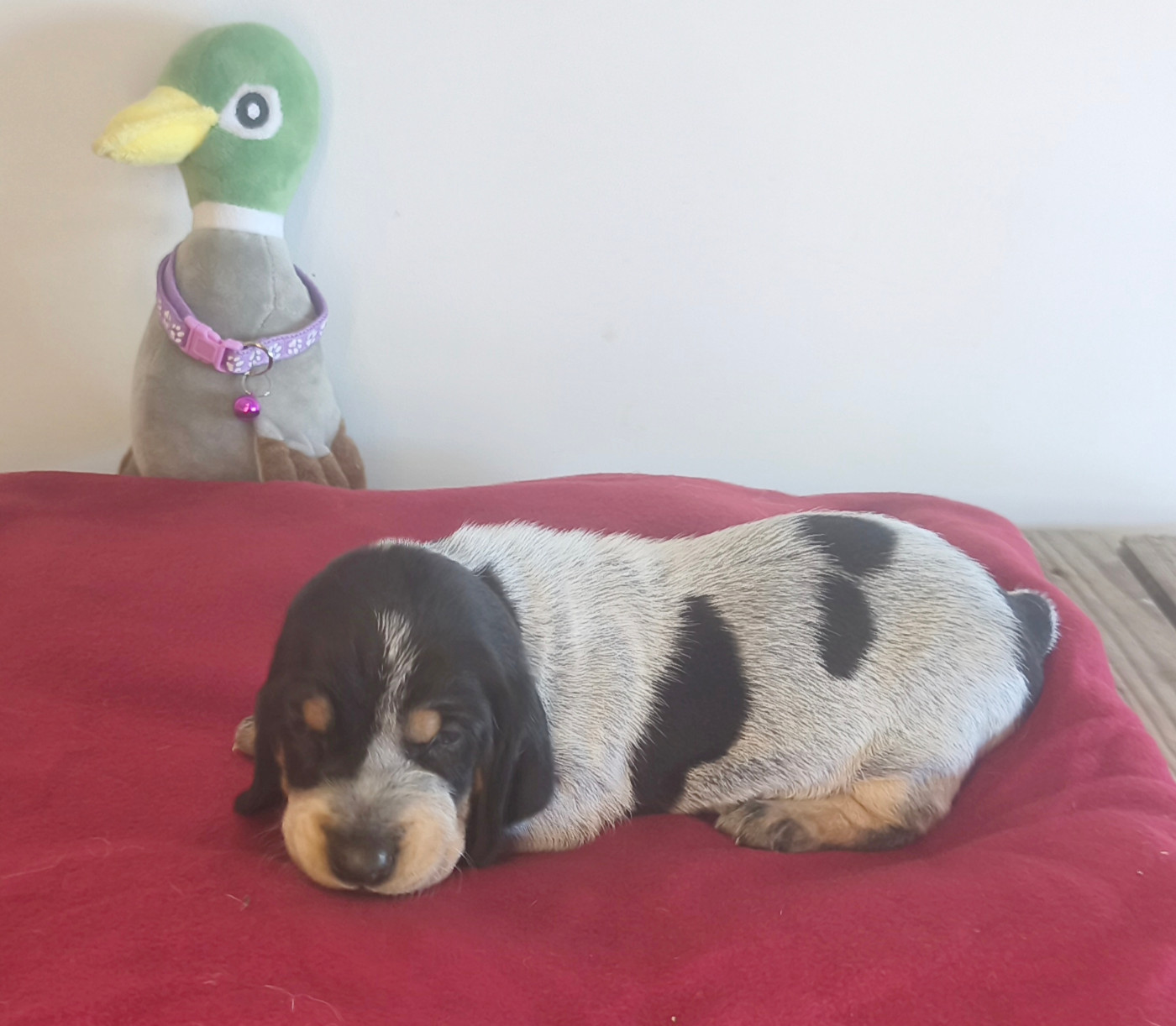 Du Temple De La Meute Lunaire - Chiots disponibles - Basset bleu de Gascogne