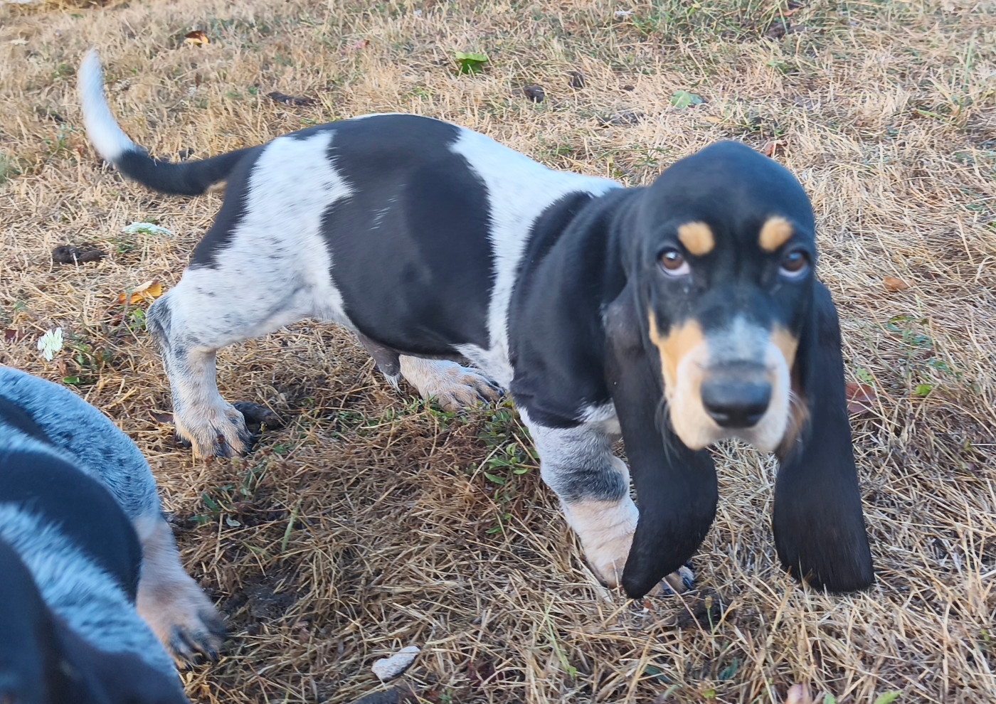 Du Temple De La Meute Lunaire - Chiots disponibles - Basset bleu de Gascogne