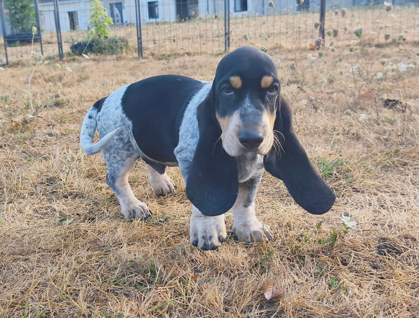 Du Temple De La Meute Lunaire - Chiots disponibles - Basset bleu de Gascogne