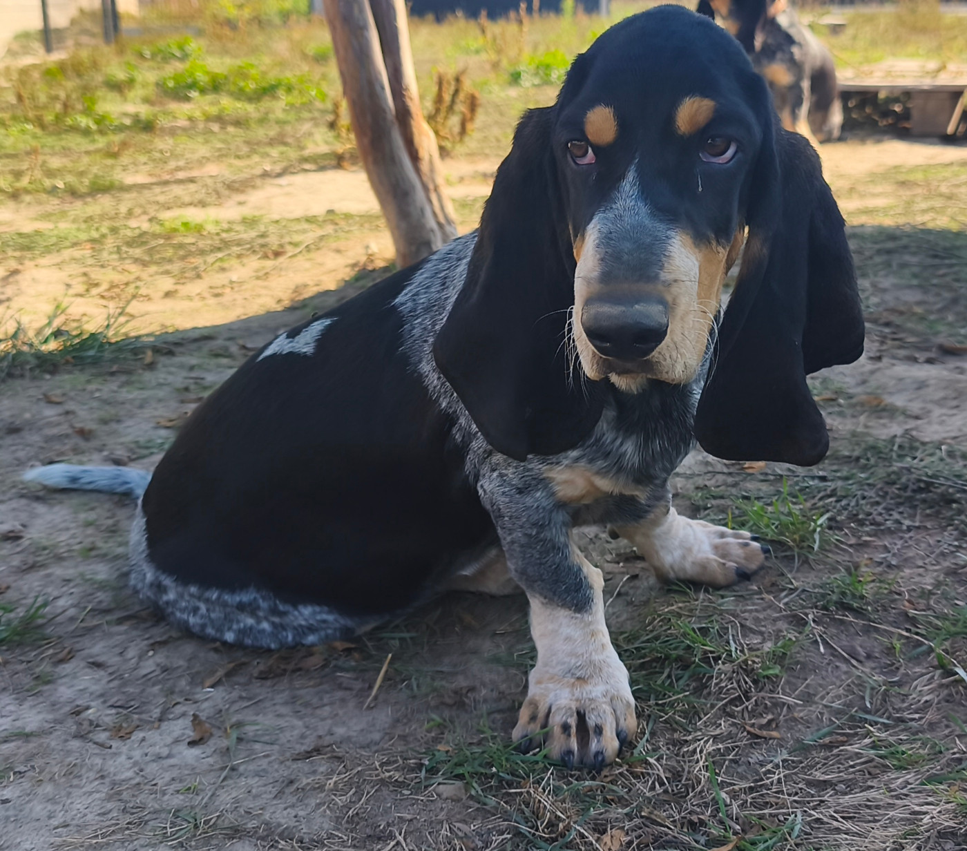 Du Temple De La Meute Lunaire - Chiots disponibles - Basset bleu de Gascogne