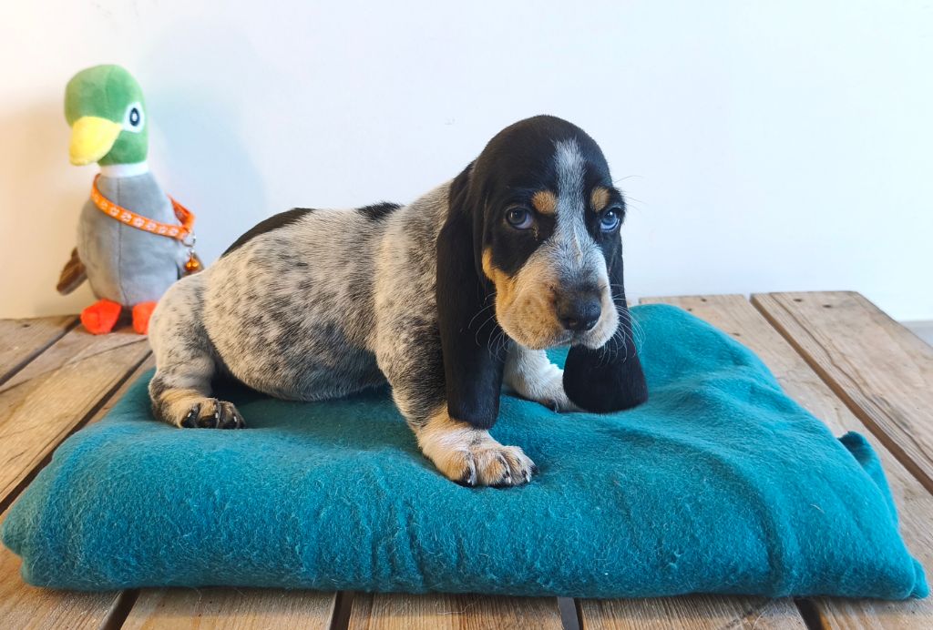 Du Temple De La Meute Lunaire - Chiots disponibles - Basset bleu de Gascogne