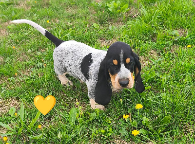 Archimède - Collier Topaze