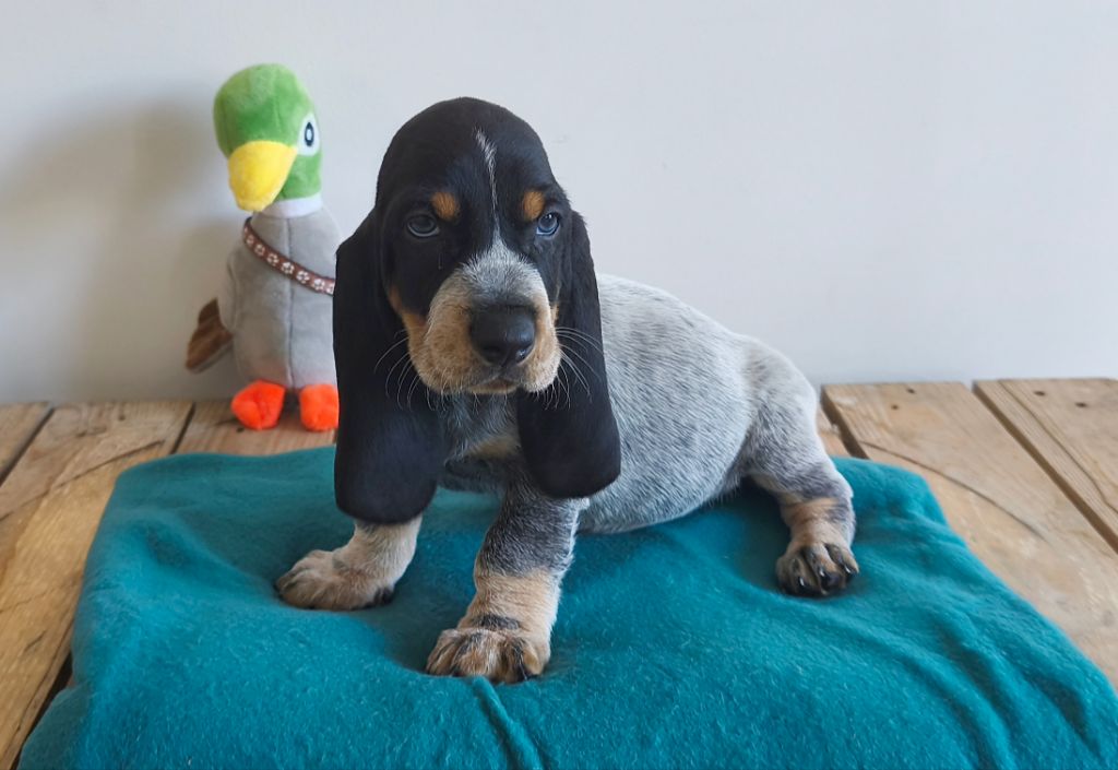 Du Temple De La Meute Lunaire - Chiots disponibles - Basset bleu de Gascogne