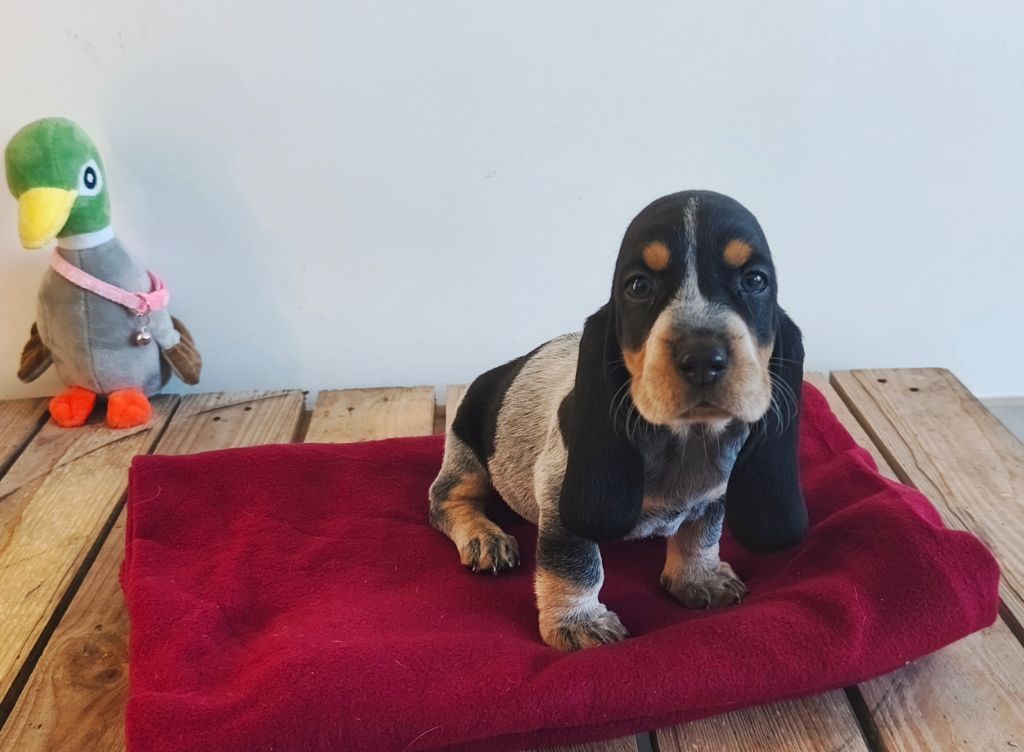 Du Temple De La Meute Lunaire - Chiots disponibles - Basset bleu de Gascogne