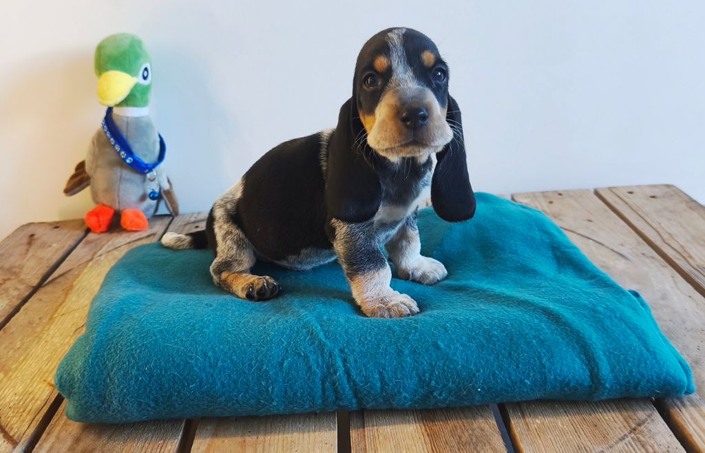 Du Temple De La Meute Lunaire - Chiots disponibles - Basset bleu de Gascogne